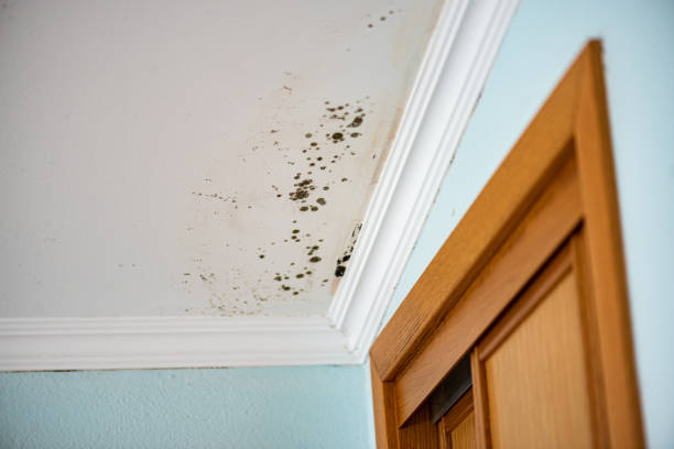 Best Home Mold Removal  in Westfield, IN