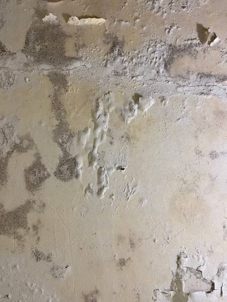 Best Toxic Mold Removal  in Westfield, IN